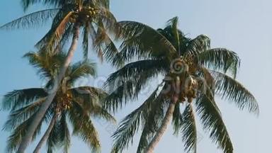 三个椰子棕榈树上有绿色椰子